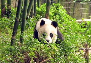 成都巨美美容美發(fā)學(xué)校周邊景區(qū)